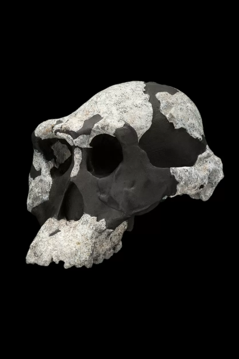 AL 444-2 skull, the most complete adult cranium of Australopithecus afarensis