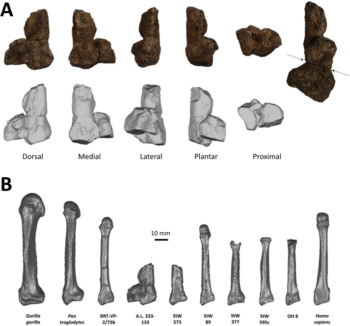 AL 333 First Family fossils from Hadar, Ethiopia