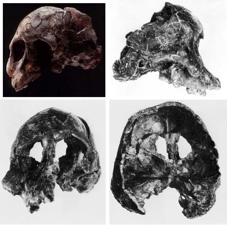 Additional AL 333 First Family specimens
