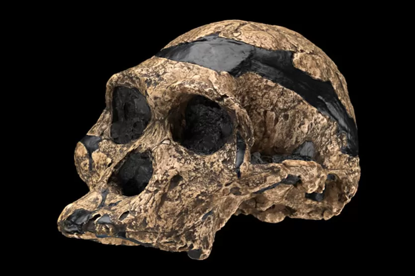 Sts 5, the 'Mrs. Ples' cranium, a near-complete adult skull of Australopithecus africanus from Sterkfontein.