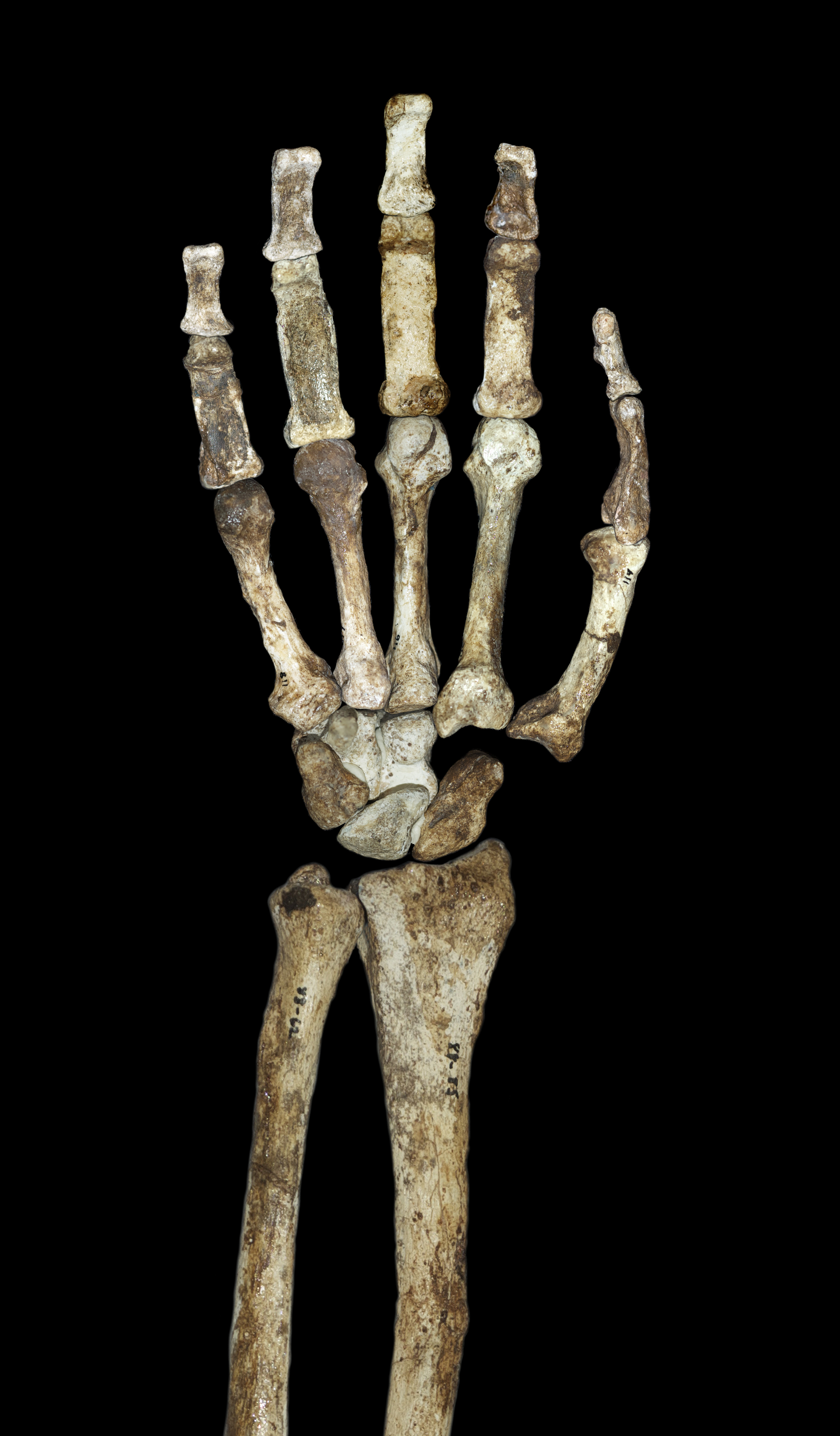 Comparison of MH2 hand morphology
