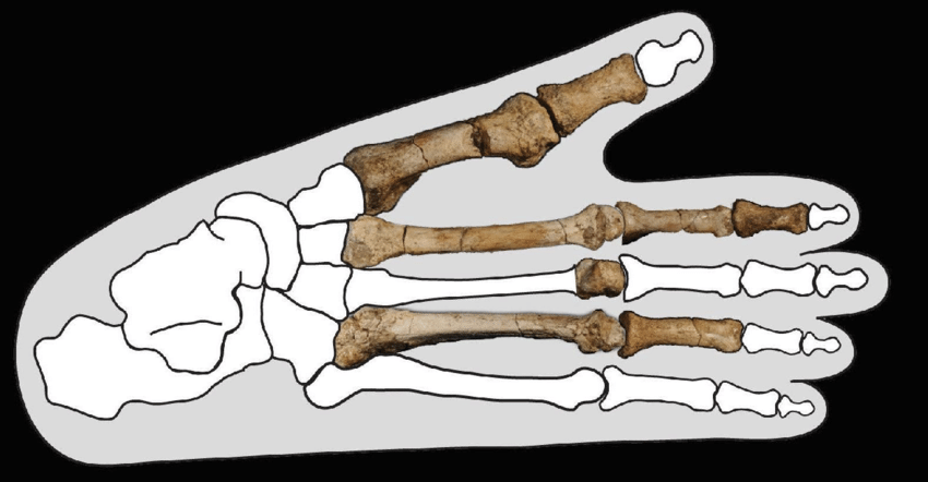 BRT-VP-3/1, the holotype mandible of Australopithecus deyiremeda