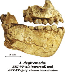Additional jaw fragments of Australopithecus deyiremeda