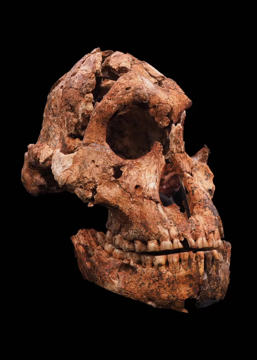DNH 7, the most complete Paranthropus robustus skull, from Drimolen