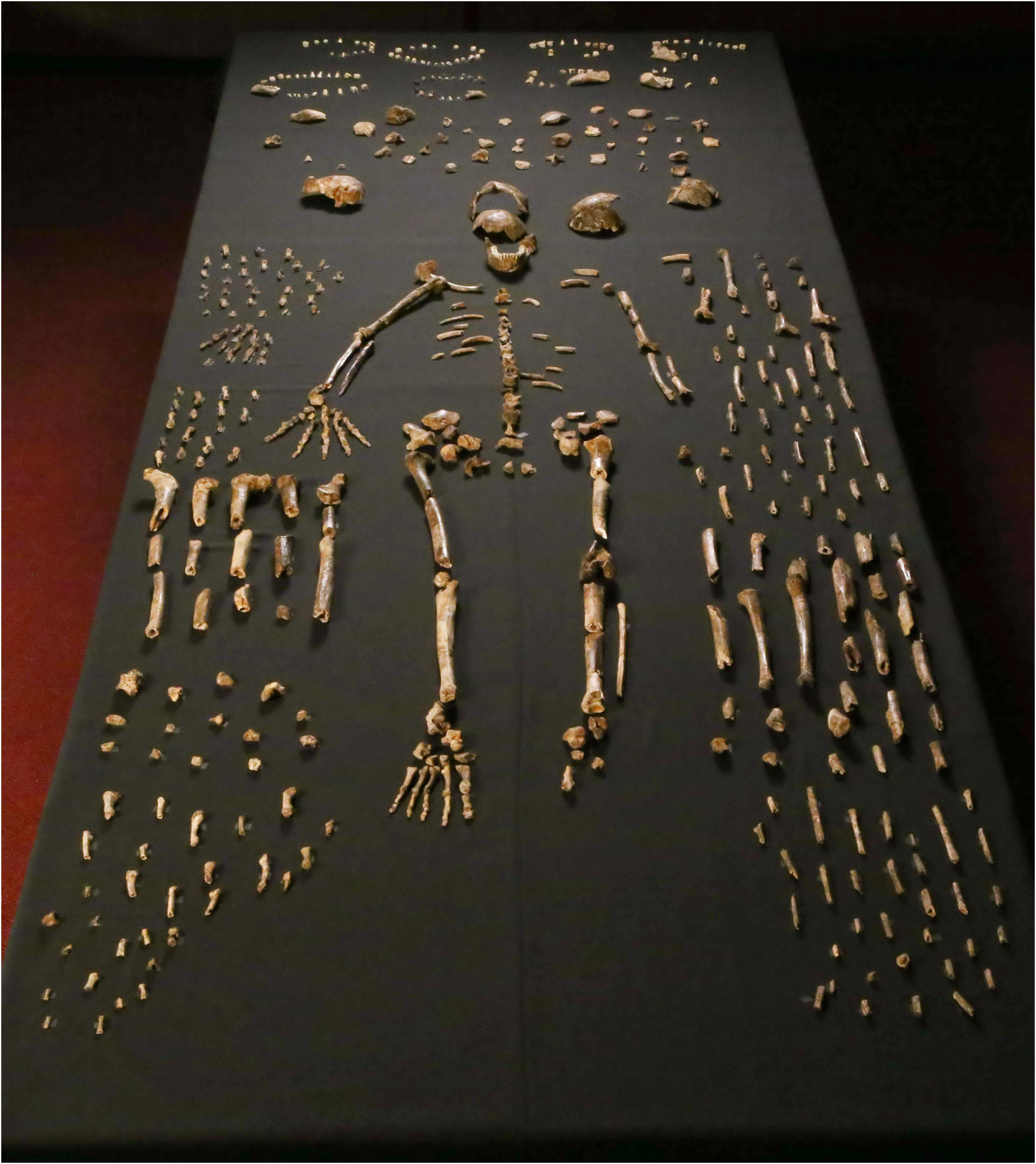 Homo naledi fossil assemblage from the Dinaledi Chamber showing multiple skeletal elements