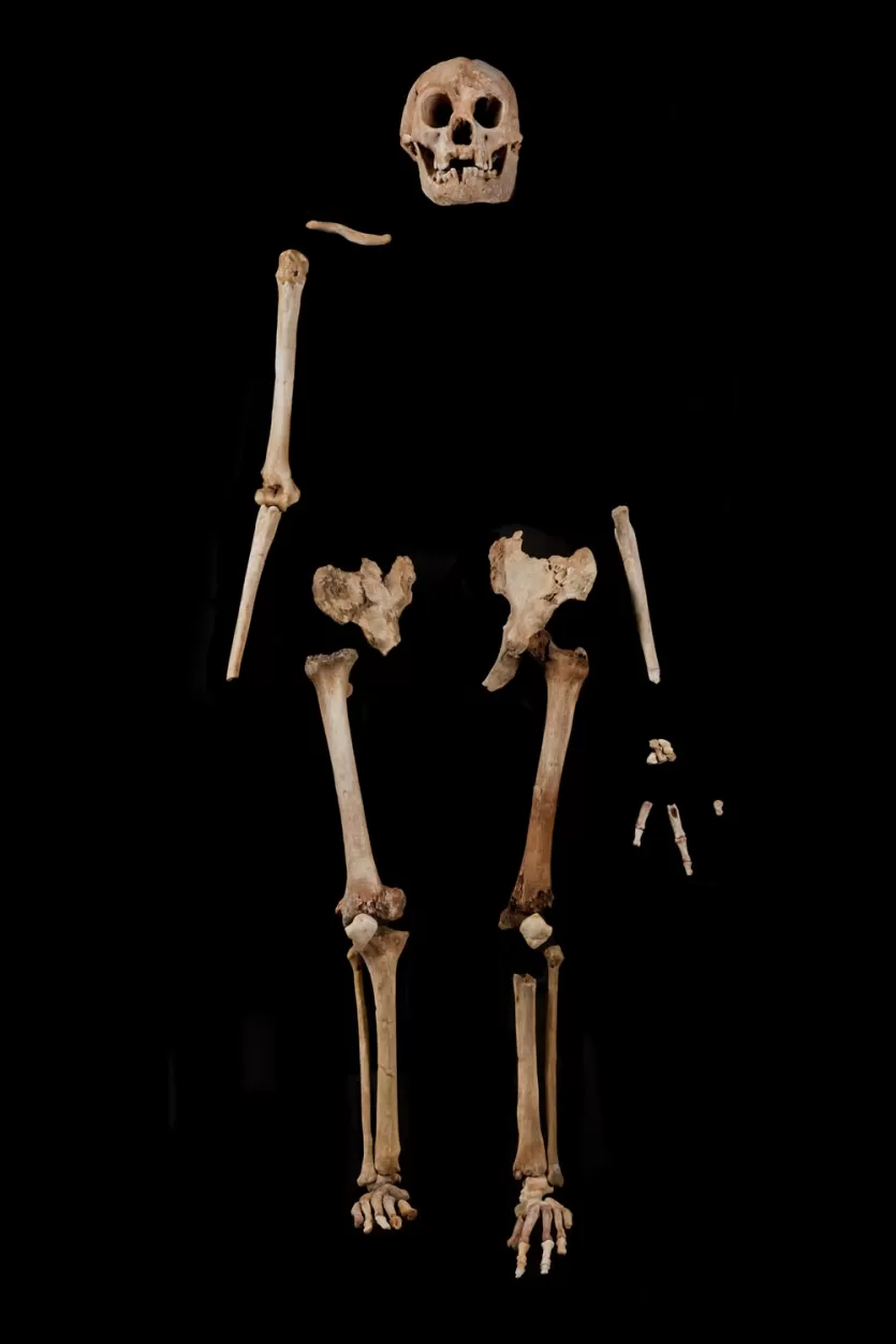 Composite view of Homo floresiensis postcranial remains