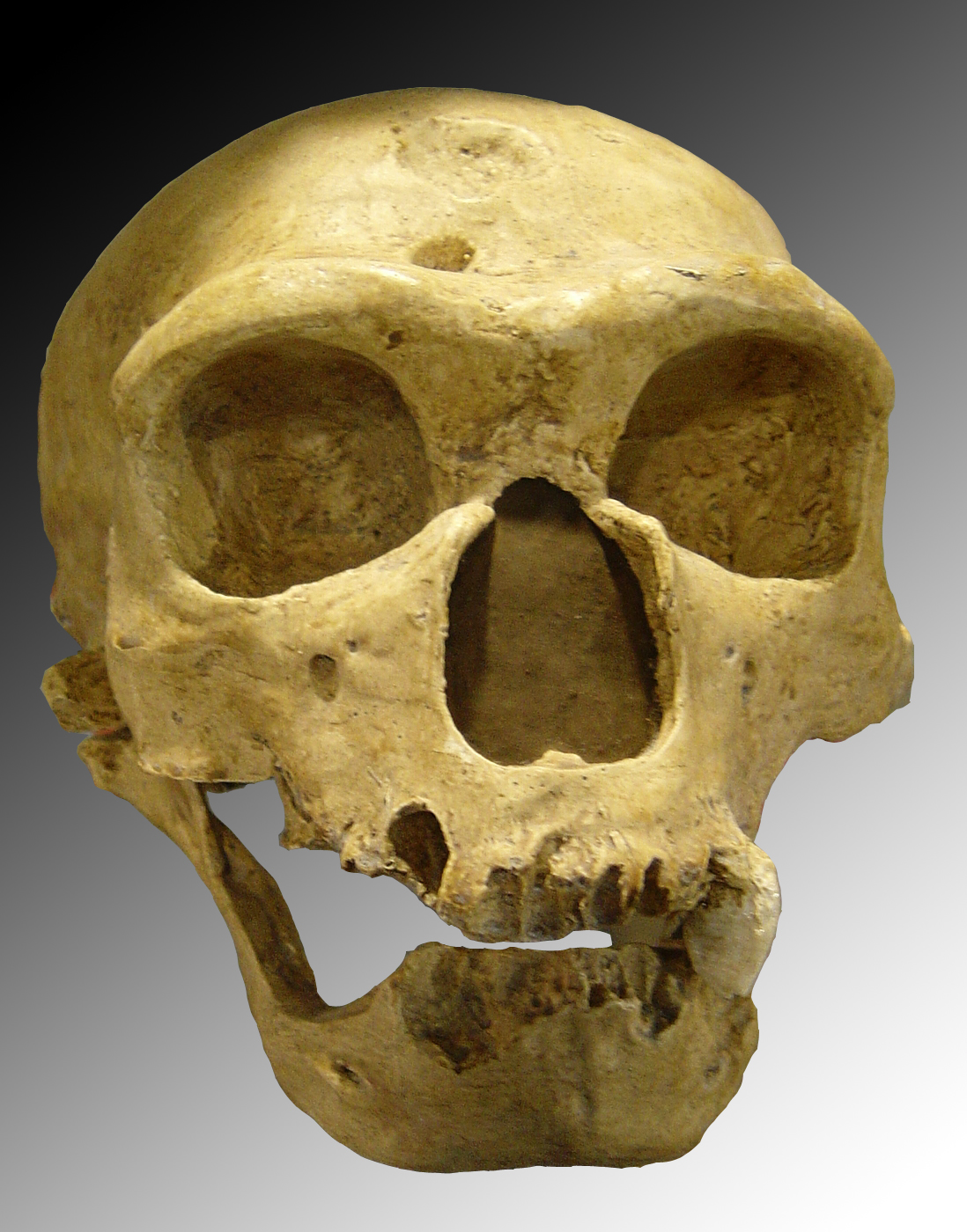 La Chapelle-aux-Saints 1 Neanderthal skeleton