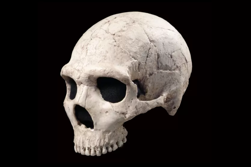 Amud 1 Neanderthal skull