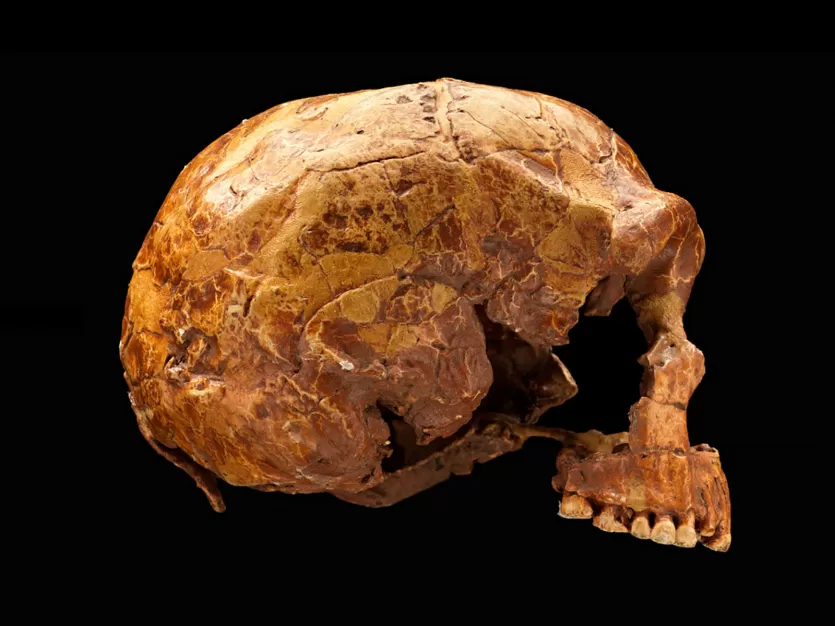 Tabun C1 Neanderthal skeleton