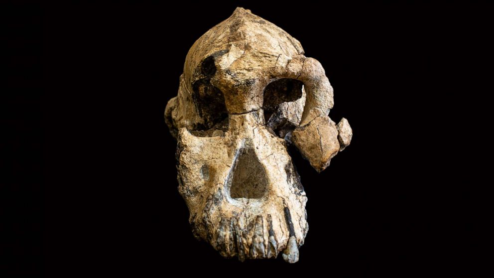MRD-VP-1/1, the near-complete cranium of Australopithecus anamensis from Woranso-Mille, Ethiopia