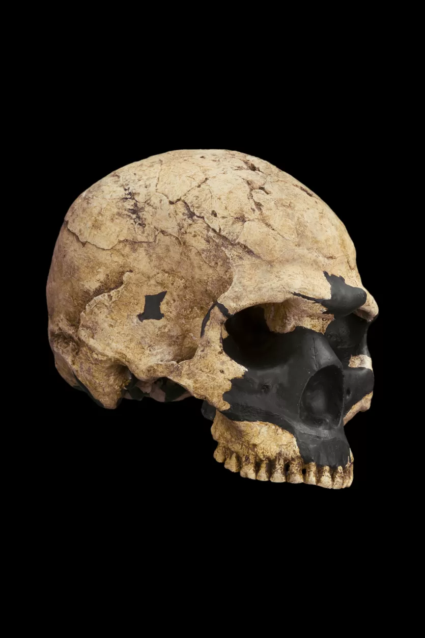 The Skhul V skull from Mount Carmel, Israel