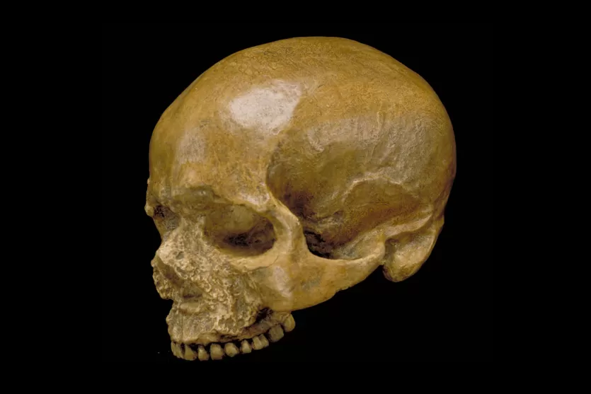 The Cro-Magnon 1 skull from France