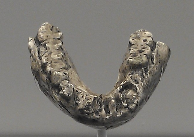 LH 4 mandible, the holotype specimen of Australopithecus afarensis