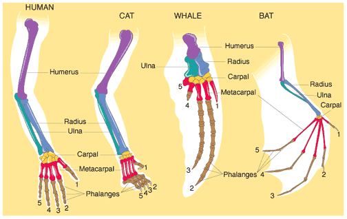 Comparative anatomy