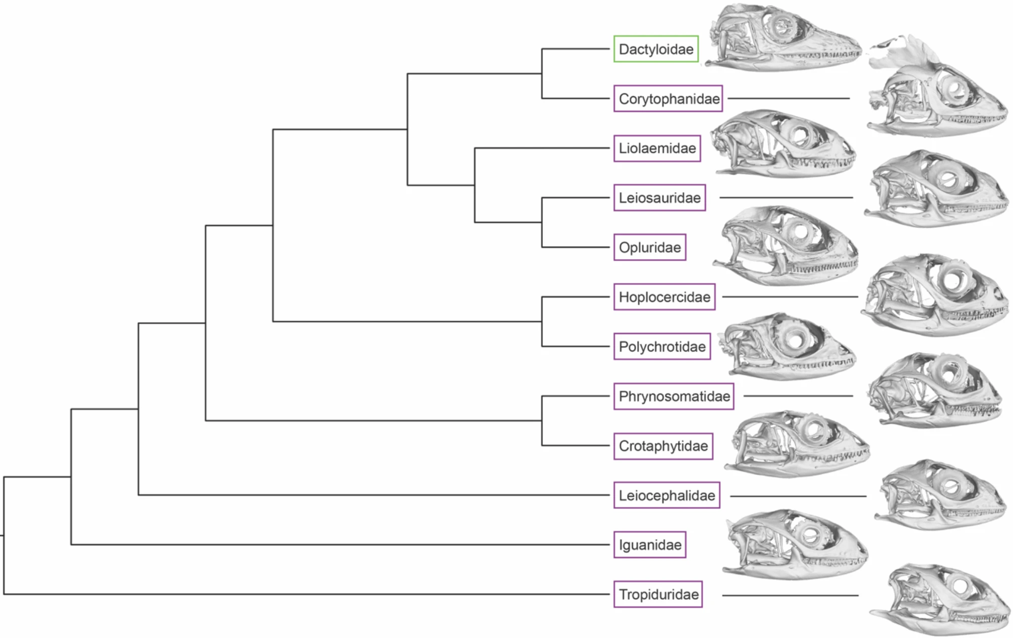 Phylogeny of all Iguania families with Anolis highlighted