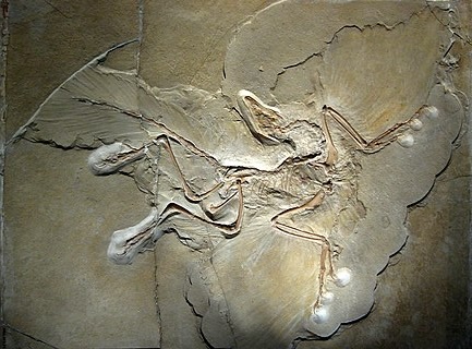 Archaeopteryx fossil