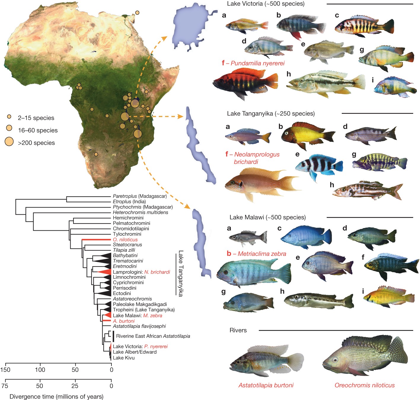 African Great Lakes cichlid radiation map and species