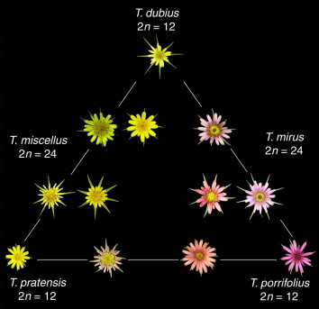 Tragopogon flower evolution, a product of recent speciation in North America