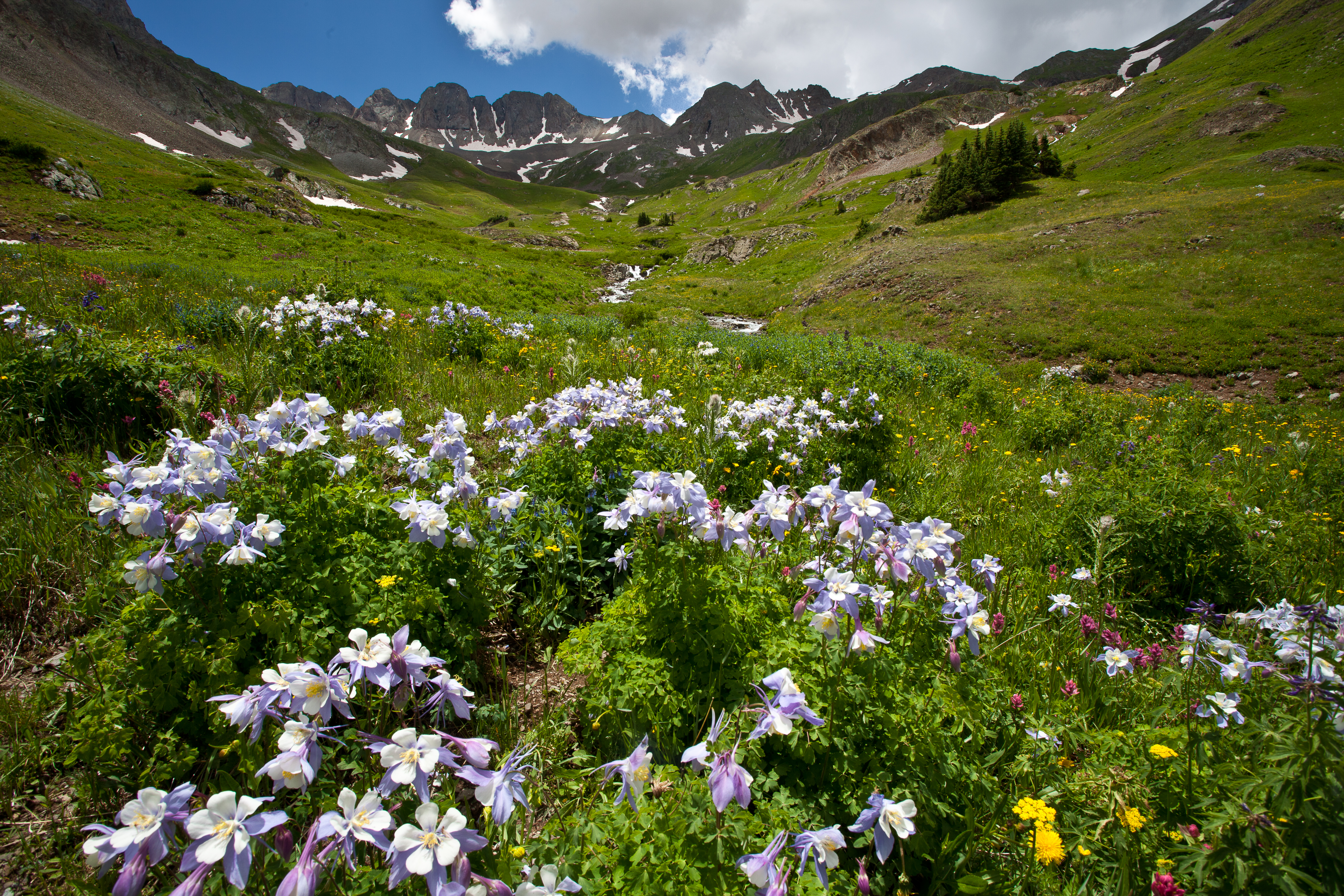 Wildflowers on Handies Peak