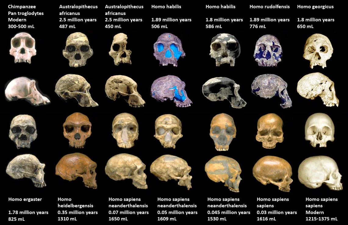 Hominid fossils