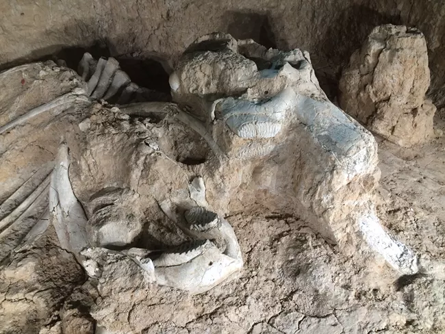 Mammoth W, a female mammoth, lies in situ at Waco Mammoth National Monument