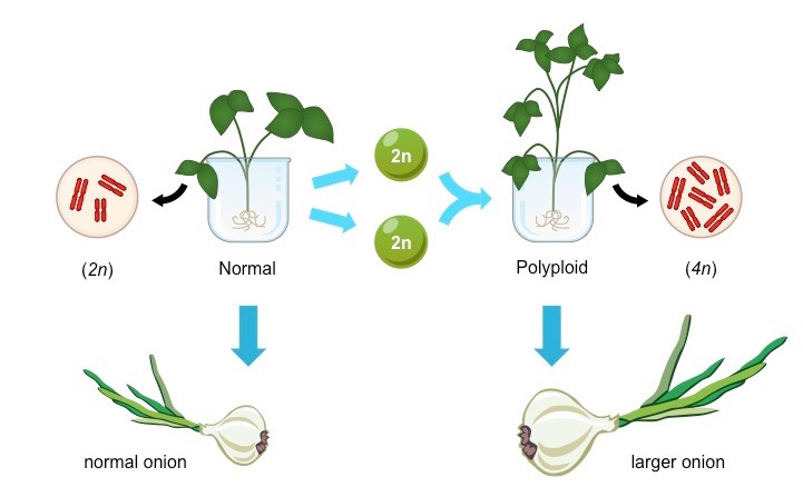 Hybrid vigour in polyploids due to increased gene dosage
