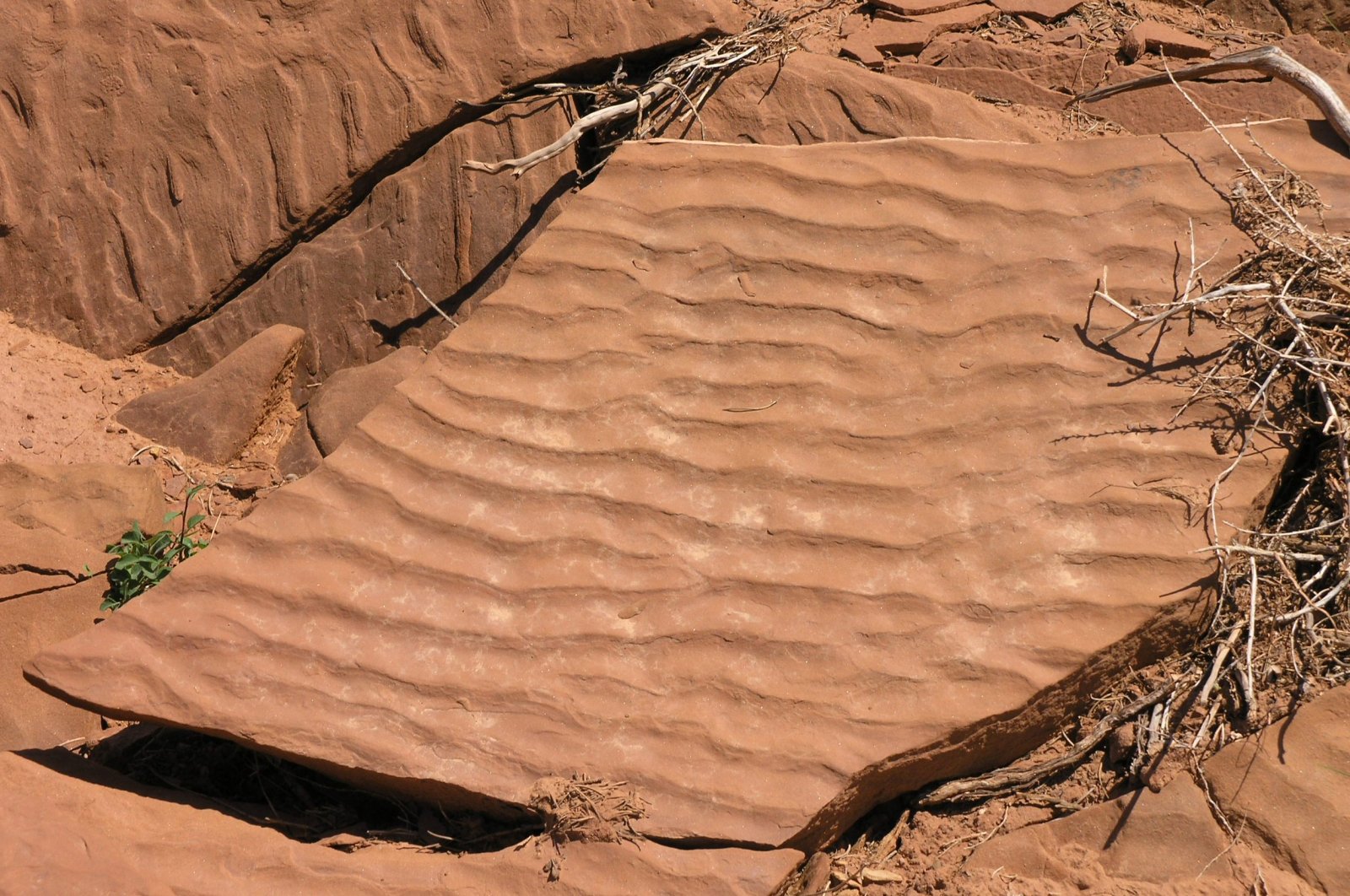 Ripple marks in the Moenkopi Formation, Capitol Reef National Park, Utah