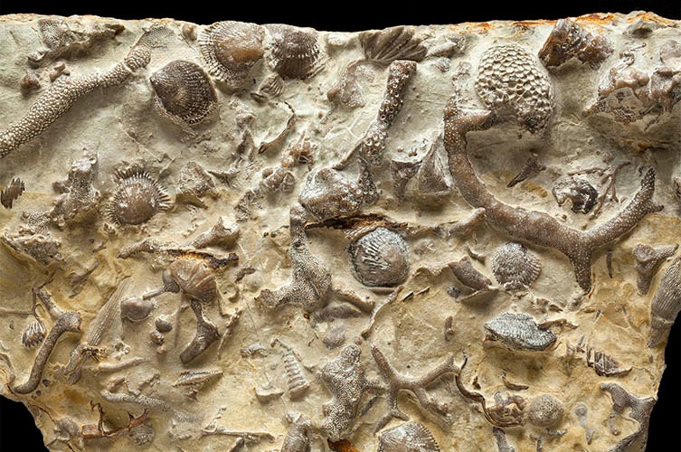 A fossilised section of sea floor dating back 430 million years