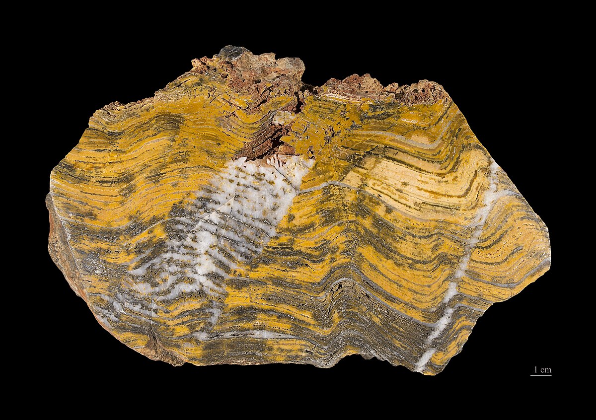 Stromatolite fossil
