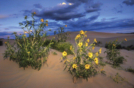 Helianthus anomalus, one of three hybrid species in the sunflower genus