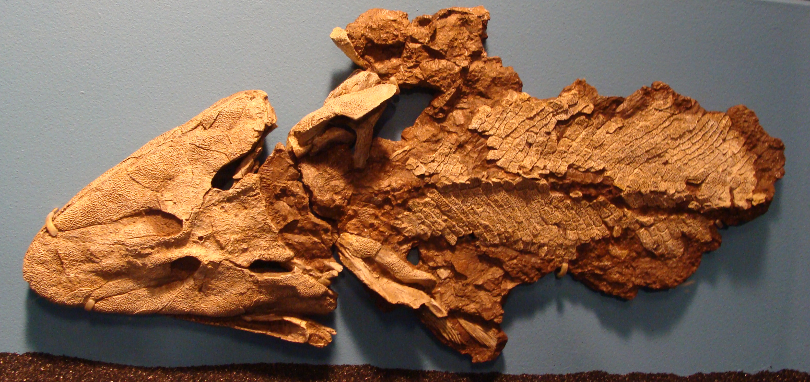 Fossil of Tiktaalik roseae showing fish-like body with tetrapod-like limb structures