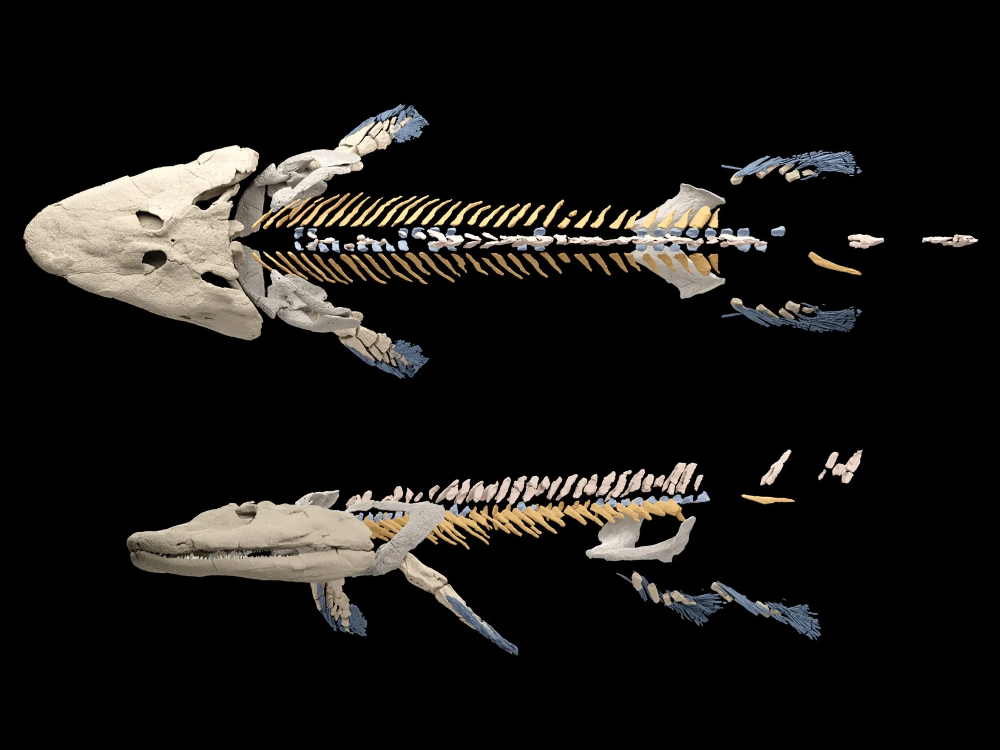 Reconstruction of the skeleton of the 375-million-year-old fossil fish, Tiktaalik roseae. Credit: Thomas Stewart, Penn State