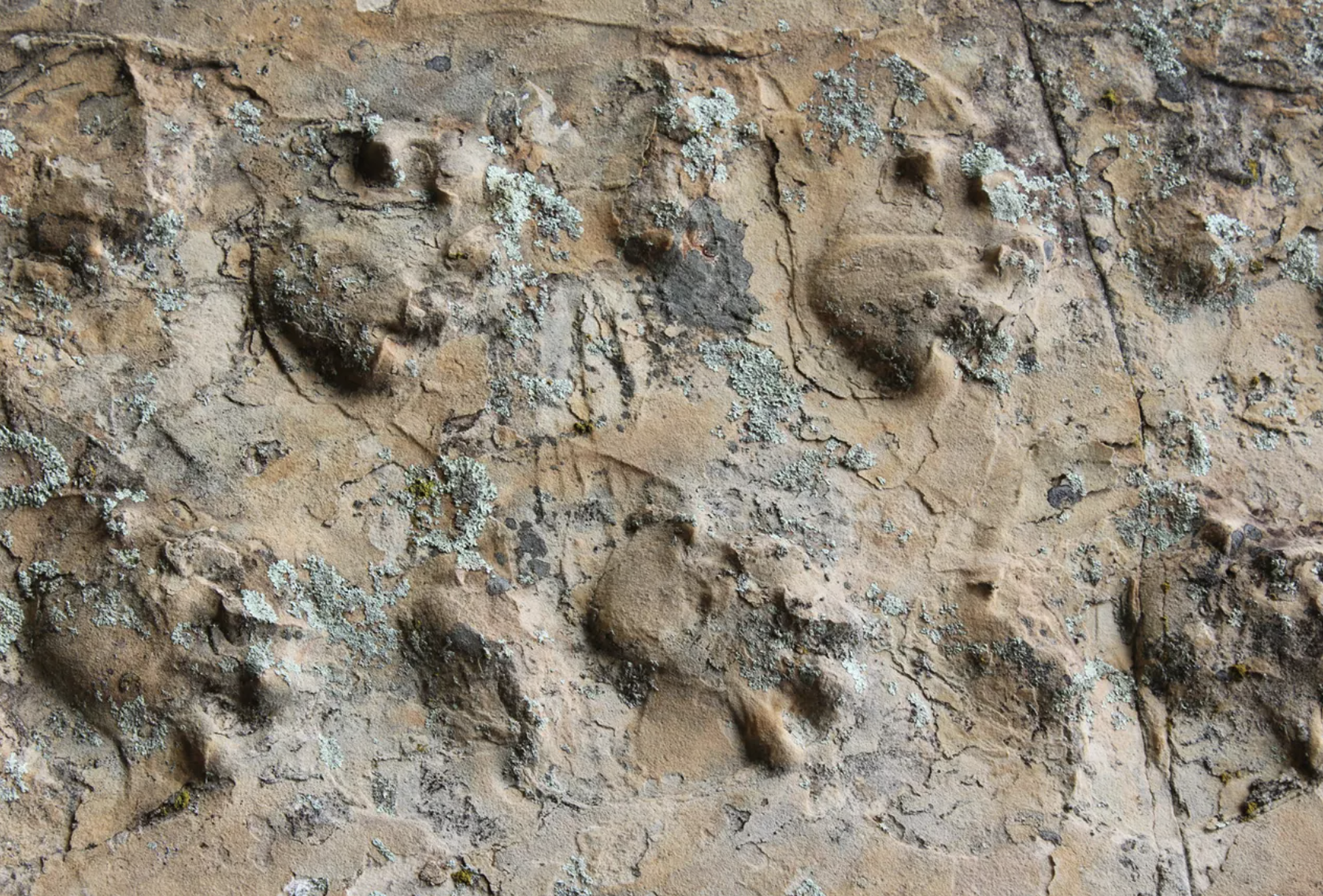 Animal tracks