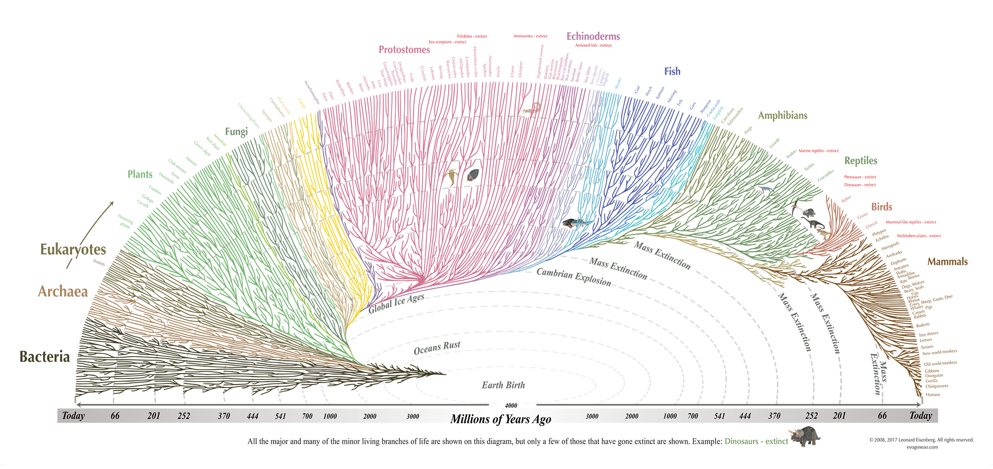A diagram of the tree of life, showing the evolutionary relationships among major groups of organisms