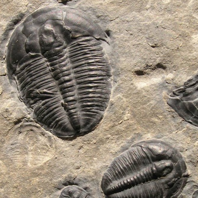 Trilobite fossil